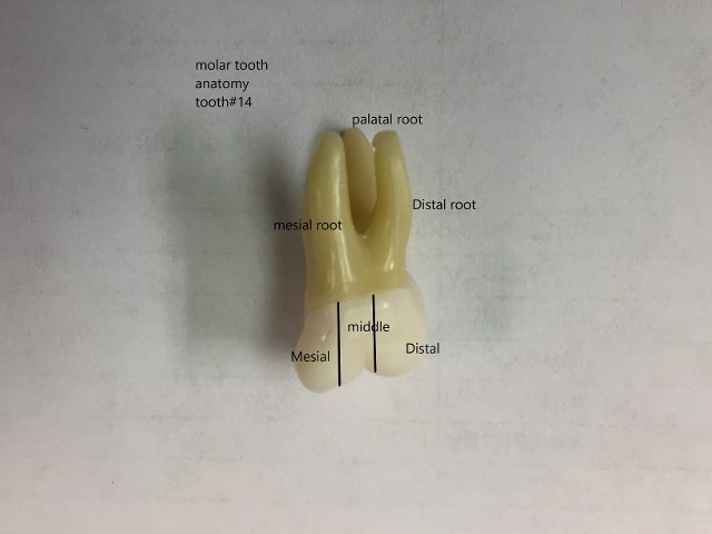 tooth anatomy