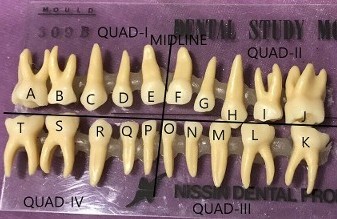 baby teeth models